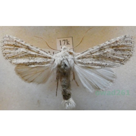 Aporophyla canescens (Duponchel, 1826) Spain17k